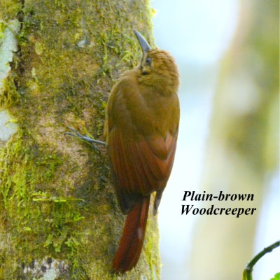 Plain-brown Woodcreeper